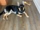 German Shepherd Puppies for sale in Clinton, MD, USA. price: NA
