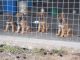 German Shepherd Puppies for sale in Lamar, CO 81052, USA. price: $700