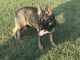 German Shepherd Puppies for sale in Kenly, NC 27542, USA. price: NA