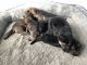 German Shepherd Puppies for sale in Gastonia, NC, USA. price: $600