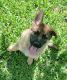 German Shepherd Puppies for sale in Deerfield Beach, FL 33441, USA. price: NA