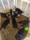 German Shepherd Puppies for sale in Dunn, NC 28334, USA. price: NA