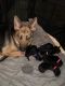 German Shepherd Puppies for sale in Tullahoma, TN, USA. price: NA