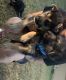 German Shepherd Puppies for sale in Palmer, TX 75152, USA. price: $300