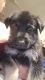German Shepherd Puppies for sale in Avondale, AZ 85392, USA. price: NA