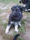 German Shepherd Puppies for sale in Livonia, MI 48154, USA. price: $600