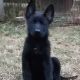 German Shepherd Puppies for sale in Florence, AL, USA. price: NA