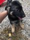 German Shepherd Puppies for sale in Agawam, MA, USA. price: $1,200