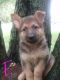 German Shepherd Puppies for sale in Pine River, MN. price: $500