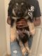 German Shepherd Puppies for sale in Marysville, CA, USA. price: NA