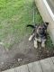 German Shepherd Puppies for sale in Rochester, NY, USA. price: $600