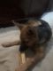 German Shepherd Puppies for sale in Greeley, CO, USA. price: $500