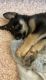 German Shepherd Puppies for sale in Lubbock, TX, USA. price: NA