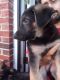 German Shepherd Puppies for sale in McKeesport, PA 15132, USA. price: $850