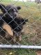 German Shepherd Puppies for sale in Clinton, NC 28328, USA. price: $300