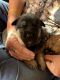 German Shepherd Puppies for sale in Levering, MI 49755, USA. price: NA