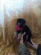 German Shepherd Puppies for sale in Limestone, TN 37681, USA. price: $600