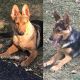 German Shepherd Puppies for sale in Brandywine, MD 20613, USA. price: $700