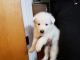 German Shepherd Puppies for sale in Hudson, FL 34667, USA. price: $700