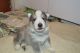German Shepherd Puppies for sale in Hudson, FL 34667, USA. price: $850