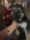 German Shepherd Puppies for sale in Coshocton, OH 43812, USA. price: NA