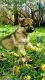 German Shepherd Puppies for sale in Angora, MN 55703, USA. price: NA