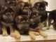German Shepherd Puppies for sale in Springport, MI 49284, USA. price: NA