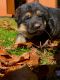 German Shepherd Puppies for sale in Westfield, MA 01085, USA. price: NA