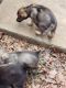 German Shepherd Puppies for sale in Madison, AL, USA. price: NA