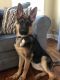 German Shepherd Puppies for sale in Elmhurst, IL, USA. price: NA