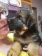 German Shepherd Puppies for sale in Coupeville, WA 98239, USA. price: $1,300