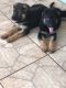 German Shepherd Puppies for sale in Jensen Beach, FL 34957, USA. price: NA