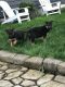 German Shepherd Puppies for sale in Mulino, OR, USA. price: NA