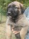 German Shepherd Puppies for sale in Northern, VA, USA. price: $300