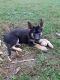 German Shepherd Puppies for sale in Williamsport, PA, USA. price: NA