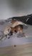German Shepherd Puppies for sale in Sedalia, MO 65301, USA. price: $250