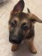 German Shepherd Puppies for sale in 7018 Winding Trace Dr, Houston, TX 77086, USA. price: NA