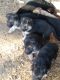 German Shepherd Puppies for sale in Grandview, WA, USA. price: $400