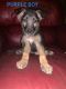 German Shepherd Puppies for sale in Wesson, MS 39191, USA. price: NA