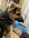 German Shepherd Puppies for sale in Manchester, NH, USA. price: $500