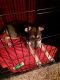 German Shepherd Puppies for sale in El Paso, TX, USA. price: $200