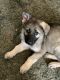 German Shepherd Puppies for sale in 835 Varnadore Rd, Salisbury, NC 28146, USA. price: $600