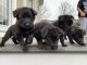 German Shepherd Puppies for sale in New Bedford, MA, USA. price: $700