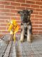 German Shepherd Puppies for sale in Nathalie, VA 24577, USA. price: $500