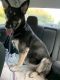 German Shepherd Puppies for sale in 6560 W Avocado St, Crystal River, FL 34429, USA. price: $400