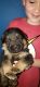 German Shepherd Puppies for sale in Summerfield, FL 34491, USA. price: NA