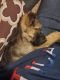 German Shepherd Puppies for sale in Dearborn, MI, USA. price: $400