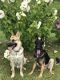 German Shepherd Puppies for sale in Kent, NY 14477, USA. price: NA