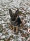 German Shepherd Puppies for sale in Lapeer, MI 48446, USA. price: $600