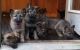 German Shepherd Puppies for sale in Keene, NH, USA. price: NA